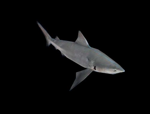 Shark Requin preview image